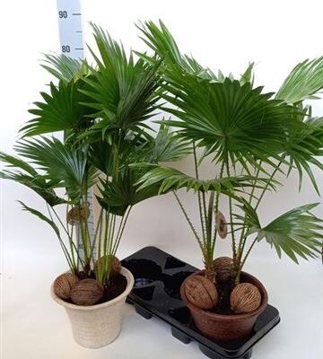Пальма 'Livistona Rotundifol'