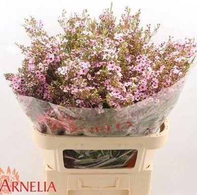 Хамелаціум 'Un Kerryn'