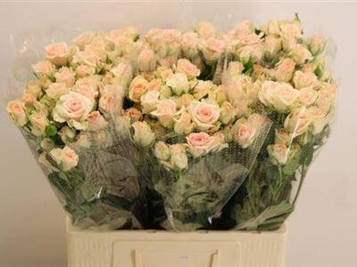 Кущова троянда 'SWEET SARA'