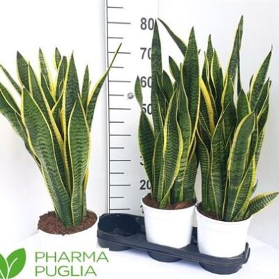 Сансеверія 'LAURENTII'