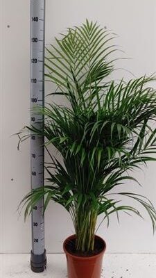 Пальма Арека