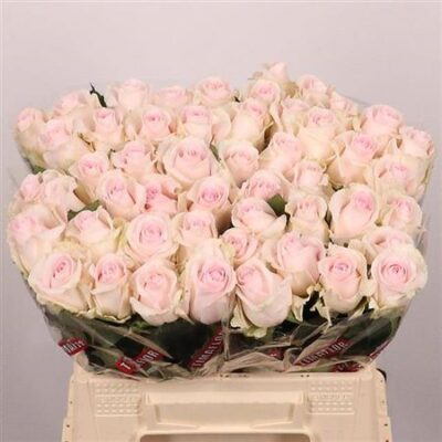 Одноголова троянда 'REVIVAL SWEET'