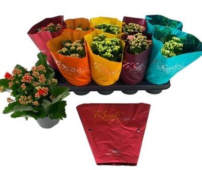 Каланхоє 'Gem 5 Kl'