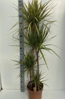 Драцена 'Marg Sunray'