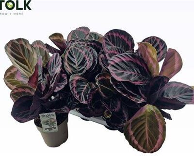 Калатея 'Roseop Dottie'