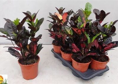 Кротон 'Iceton'