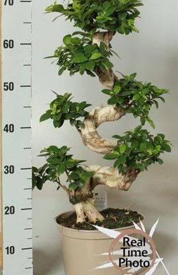 Фікус 'Ginseng'