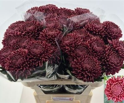 Хризантема 'BIGOUDI RED'