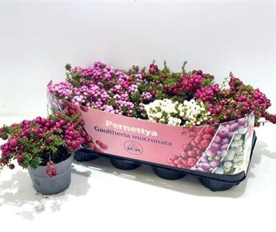 Гаультерія 'MUCRONATA'