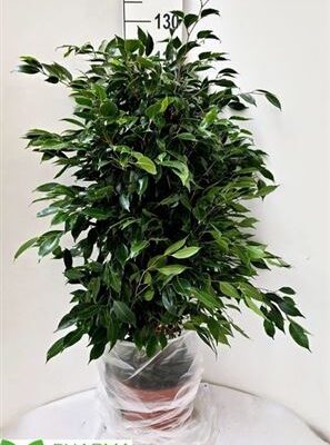 Фікус 'Anastasia'