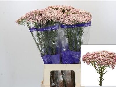 Озотамнус 'Cooks Tall Pin'