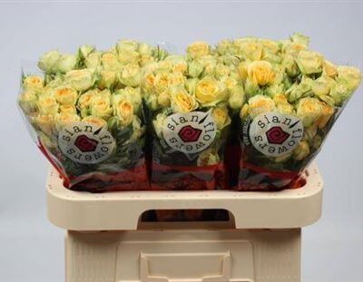 Кущова троянда 'Bandolero'