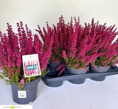 Еріка 'Heidis Gem'