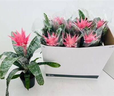 Ахмея 'Primera'