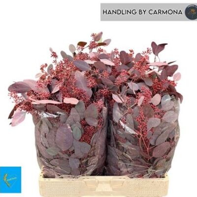 Евкаліпт 'Fru Klb Bs H%'