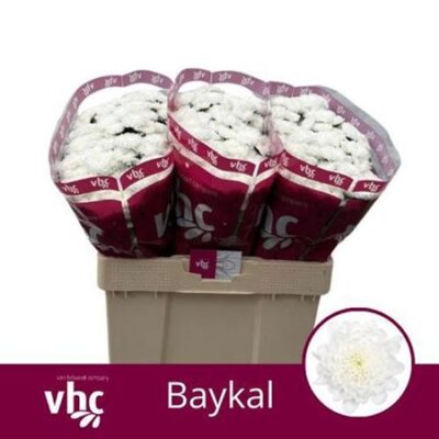 Хризантема 'BAYKAL'
