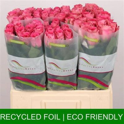 Одноголова троянда 'Watergame'