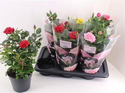 Троянди в горщику 'Gem 4 Srt'