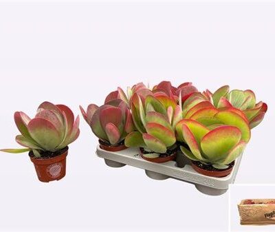 Сукулента 'Thyrsifl'