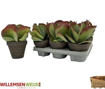 Сукулента 'Thyrsifl'