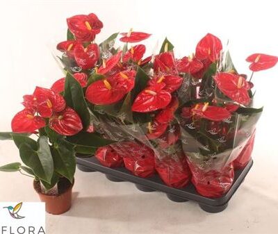 Антуріум 'Jambo Red'