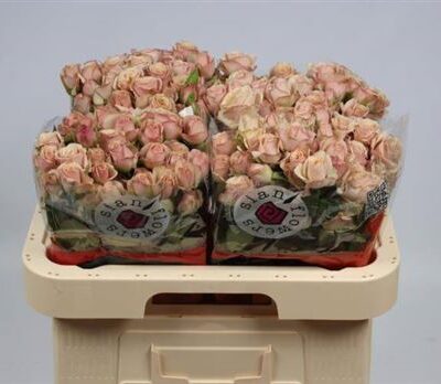 Кущова троянда 'Destini'