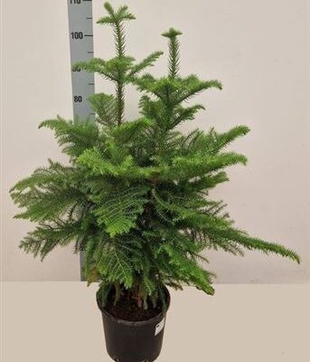 Араукарія 'Heterophyl'