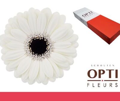 Гербера 'Olaf-doos'