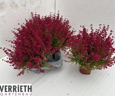 Еріка 'Gracil Ov Rood'