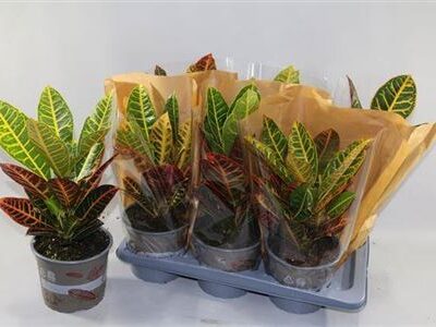 Кротон 'Petra'