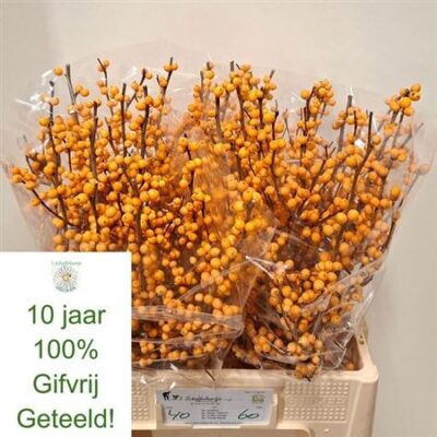 Ілекс 'Verboom Gold'