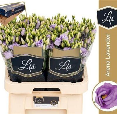 Еустома 'Arena Lavender'