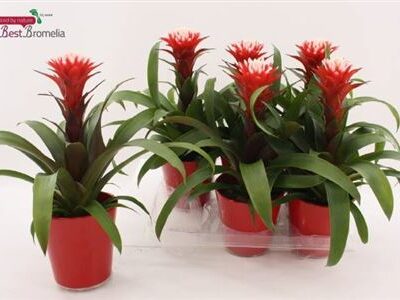 Гузманія “Hope”