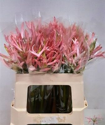 Неріне 'Vesta'