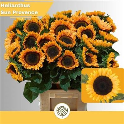 Геліантус 'Sunrich'