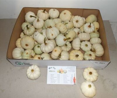 Гарбуз 'Baby Boo'