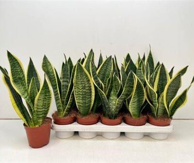 Сансеверія 'Futura Superb'