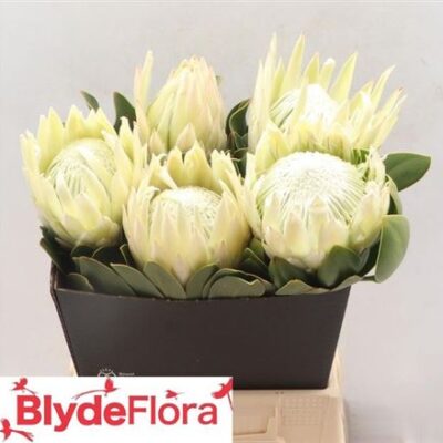 Протея 'Cynaroides'