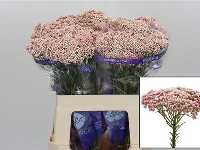 Озотамнус 'Cooks Tall Pin'