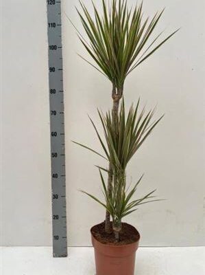 Драцена “Marginata Bicolor”