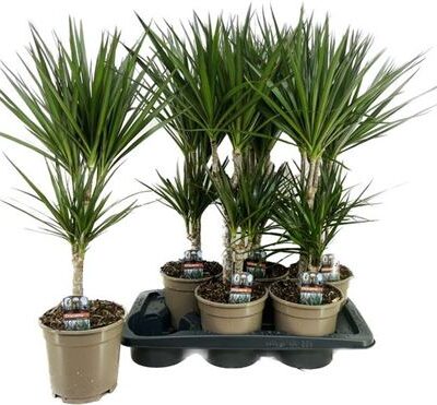 Драцена “Marginata”