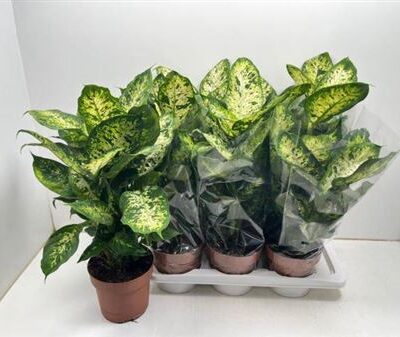 Дифінбахія “Compacta”