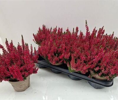 Вереск “Milva”