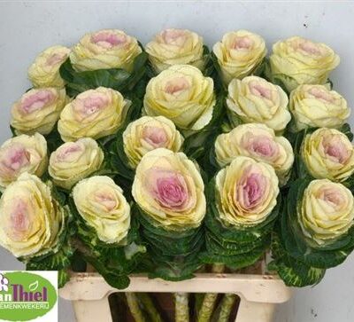 Брасіка 'White Crane'