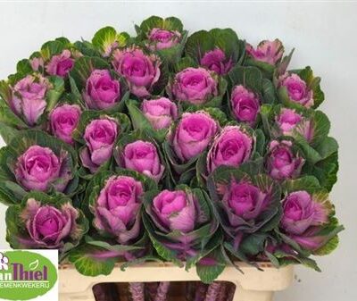 Брасіка 'Red Crane'