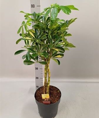 Шефлера “Gold Capell”