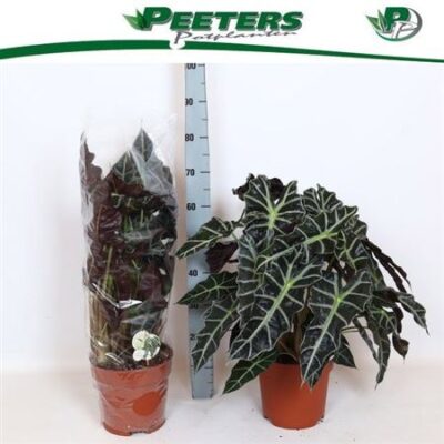 Алоказія “Amazonica”