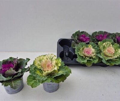 Брасіка “Oleracea”