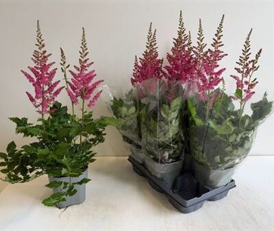 Астільба “Highlight”