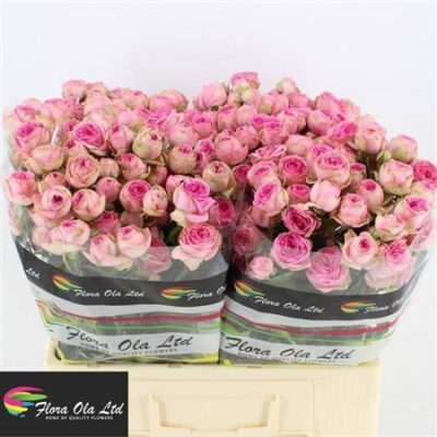 Кущова троянда 'Super Sensation'